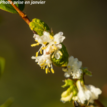 Lonicera fragrantissima