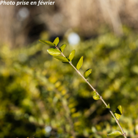 Lonicera nitida 'Maigrun' - Chèvrefeuille arbustif