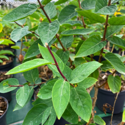 Lonicera tatarica 'Arnold Red'