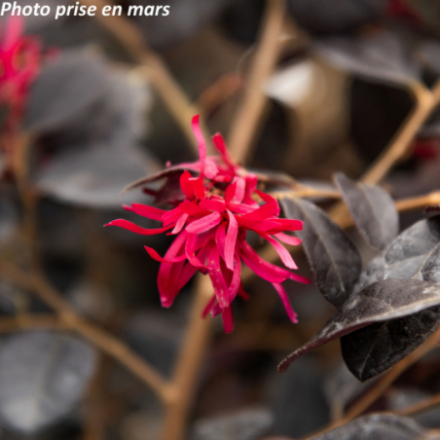 Loropetalum chinense Ever Red ® Chang Nian Hong' - Loropétale de Chine