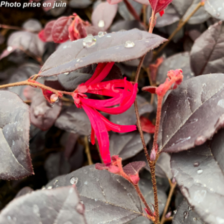Loropetalum chinense 'Pipa's Red' - Loropétale de Chine