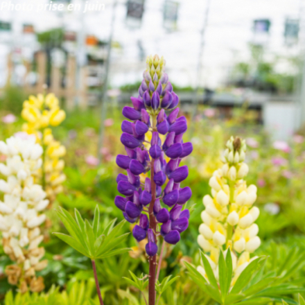 Lupinus gallery 'Blue'