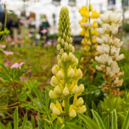 Lupinus gallery 'Jaune'