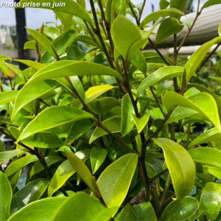 Magnolia figo 'Stellar Ruby'