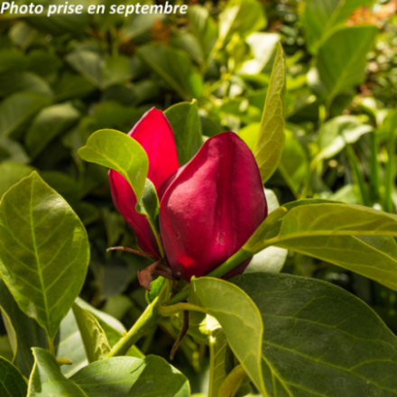 Magnolia liliflora 'Genie' - Magnolia