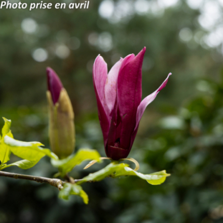 Magnolia liliflora 'Nigra' - Magnolia à fleurs de lis