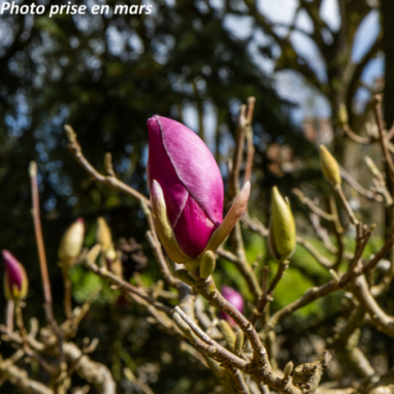 Magnolia soulangeana