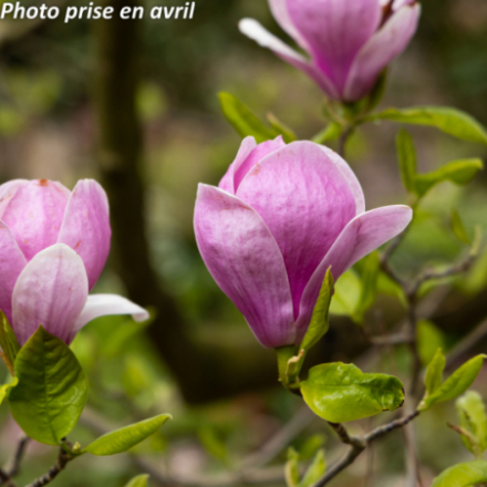 Magnolia soulangeana 'Lennei'