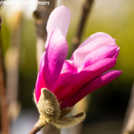 Magnolia x 'Susan'