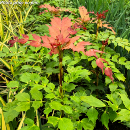 Mahonia aquifolium 'Cabaret'