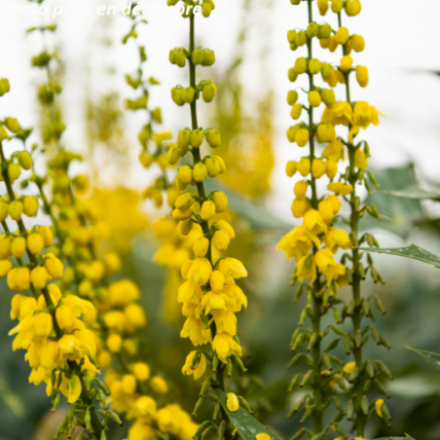 Mahonia x media 'Winter Sun'