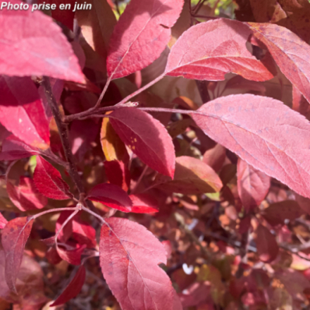 Malus coccinella 'Courtarou'