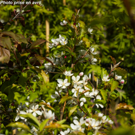 Malus 'Comtesse de Paris'
