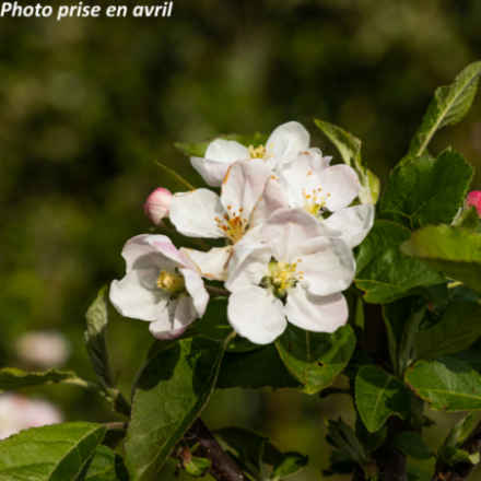 Malus domestica 'Ariane' - Pommier