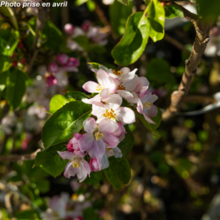 Malus domestica 'Belchard' - Pommier