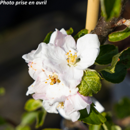 Malus domestica 'Belle De Boskoop' - Pommier