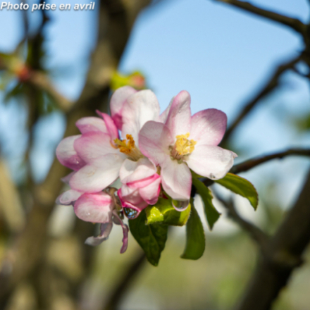 Malus domestica 'Belréne' - Pommier