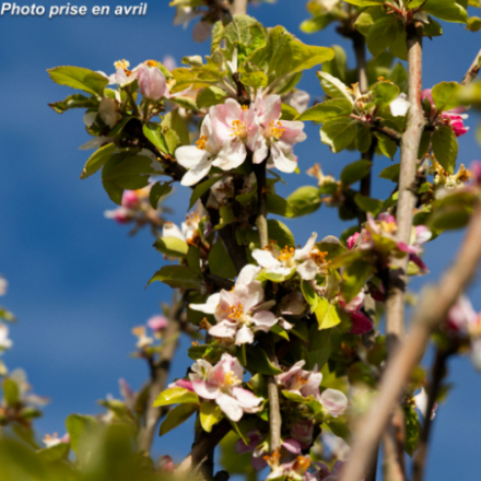 Malus domestica 'Calville Blanc' - Pommier