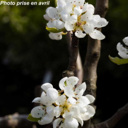 Malus domestica 'Canada Blanc' - Pommier