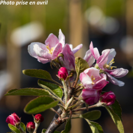 Malus domestica 'Coxs Orange Pippin' - Pommier
