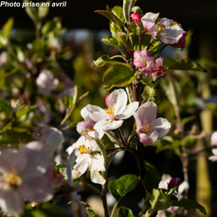 Malus domestica 'Delbardivine ® Delfloga' - Pommier