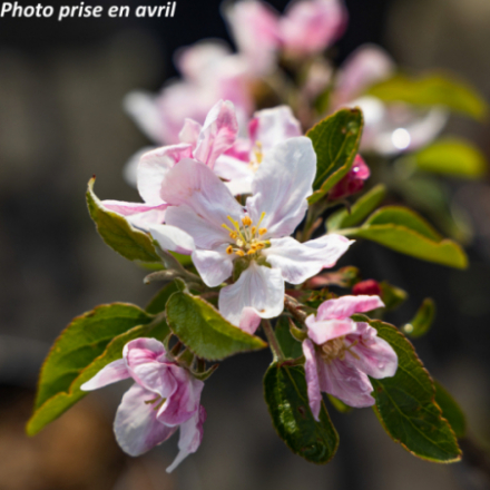 Malus domestica 'Elstar' - Pommier