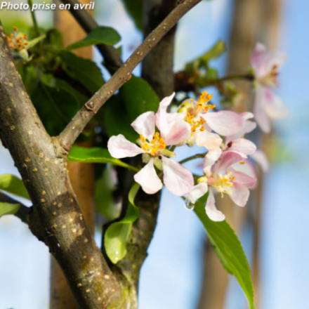 Malus domestica 'Gala' - Pommier