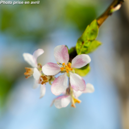 Malus domestica 'Gold Rush' - Pommier