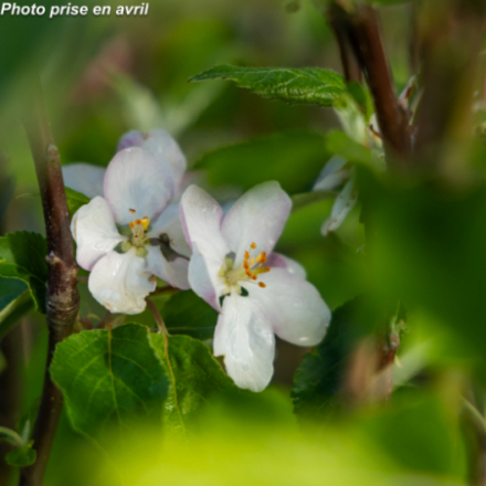 Malus domestica 'Idared' - Pommier
