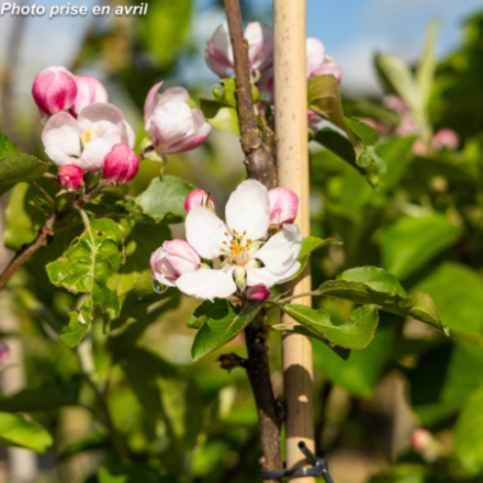 Malus domestica 'Initial' - Pommier
