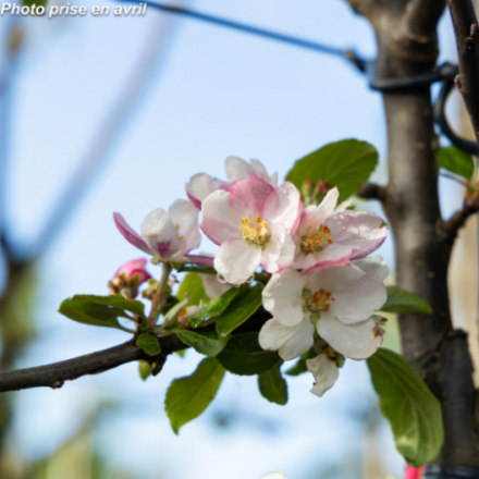 Malus domestica 'Reine Des Reinettes' - Pommier