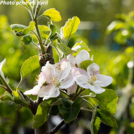 Malus domestica 'Reinette de Caux' - Pommier
