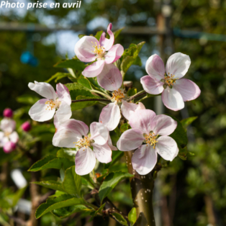 Malus domestica 'Rubinette' - Pommier