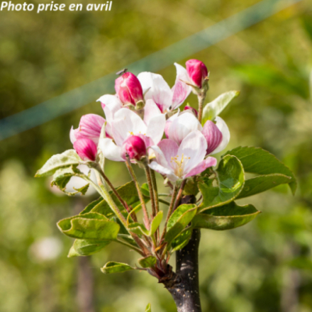 Malus domestica 'Story® Inored' - Pommier