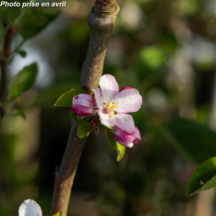 Malus domestica 'Teint Frais' - Pommier