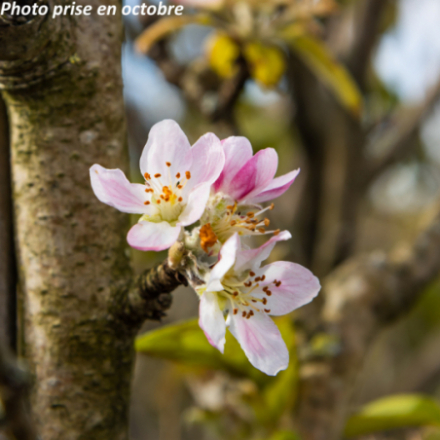 Malus domestica 'Transparente De Croncels' - Pommier