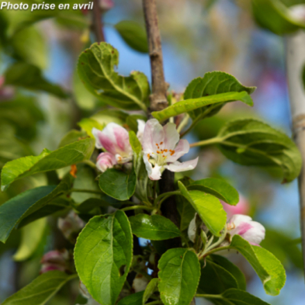 Malus domestica 'Winter Banana' - Pommier