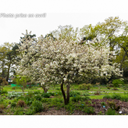 Malus 'Evereste'