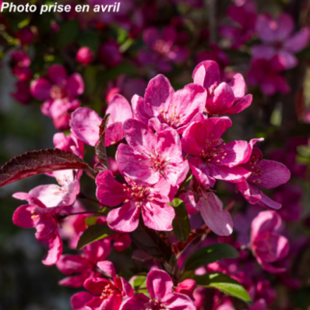 Malus 'Prairie fire'