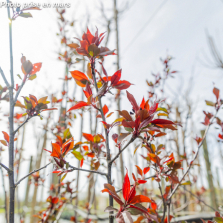 Malus 'Royalty' - Pommier...