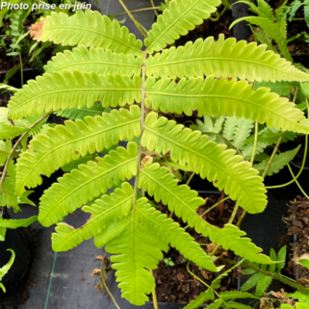 Matteuccia orientalis