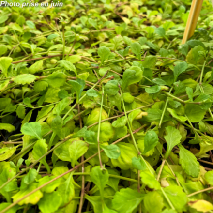 Mazus reptans