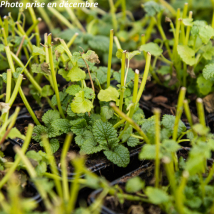 Melissa officinalis -...