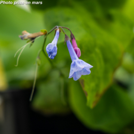 Mertensia virginica
