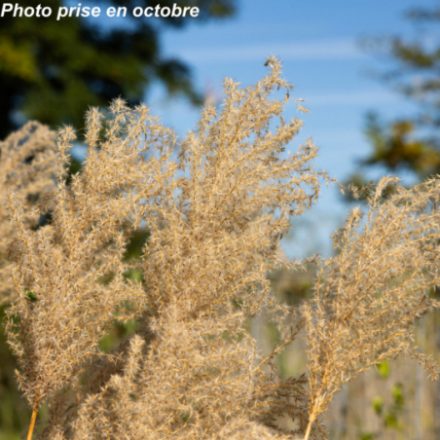 Miscanthus sinensis