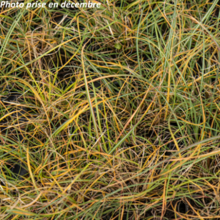 Miscanthus sinensis 'Adagio'