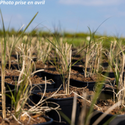 Miscanthus sinensis 'Gracillimus'