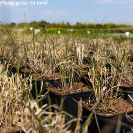 Miscanthus sinensis 'Gracillimus Nana'
