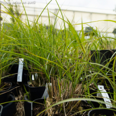 Miscanthus sinensis 'Graziella'