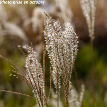 Miscanthus sinensis 'Herman Mussel'